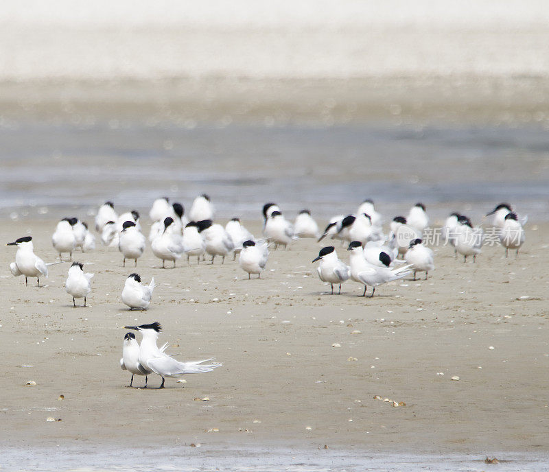 求偶中的三明治燕鸥(Sterna sandvicensis)